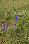 Alabama larkspur